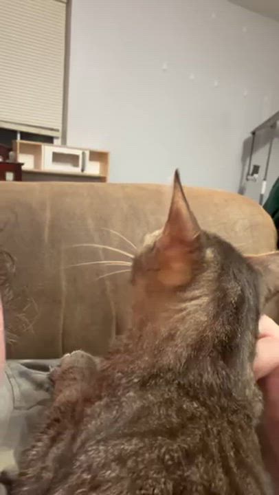 Enlarge Chantica, a ADOPTABLE Domestic Short Hair in Eugene, OR video 3/6