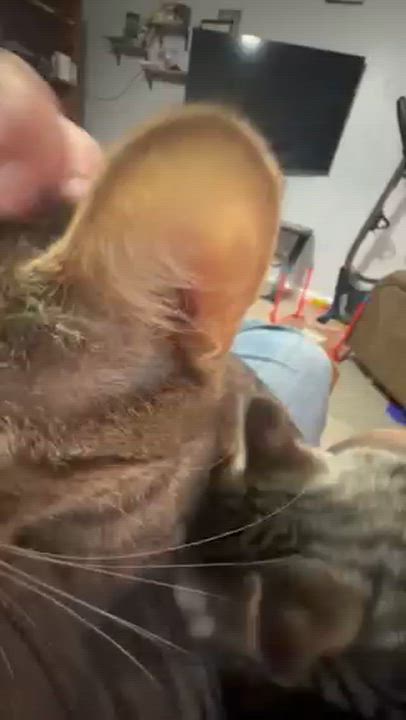 Enlarge Chantica, a ADOPTABLE Domestic Short Hair in Eugene, OR video 4/6