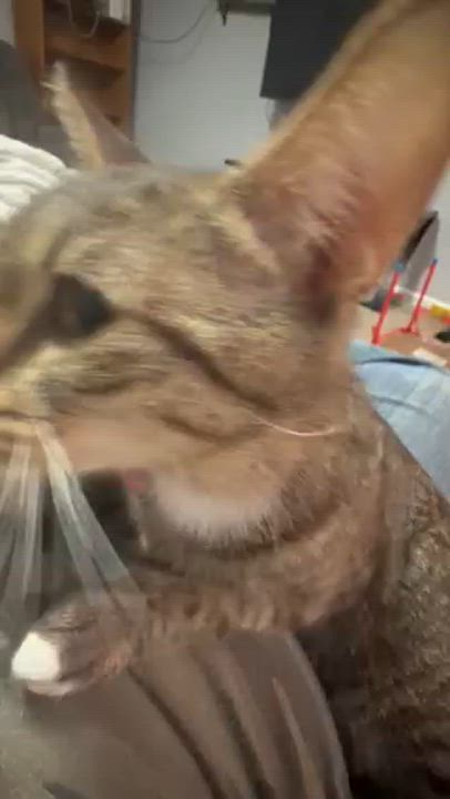 Enlarge Chantica, a ADOPTABLE Domestic Short Hair in Eugene, OR video 5/6