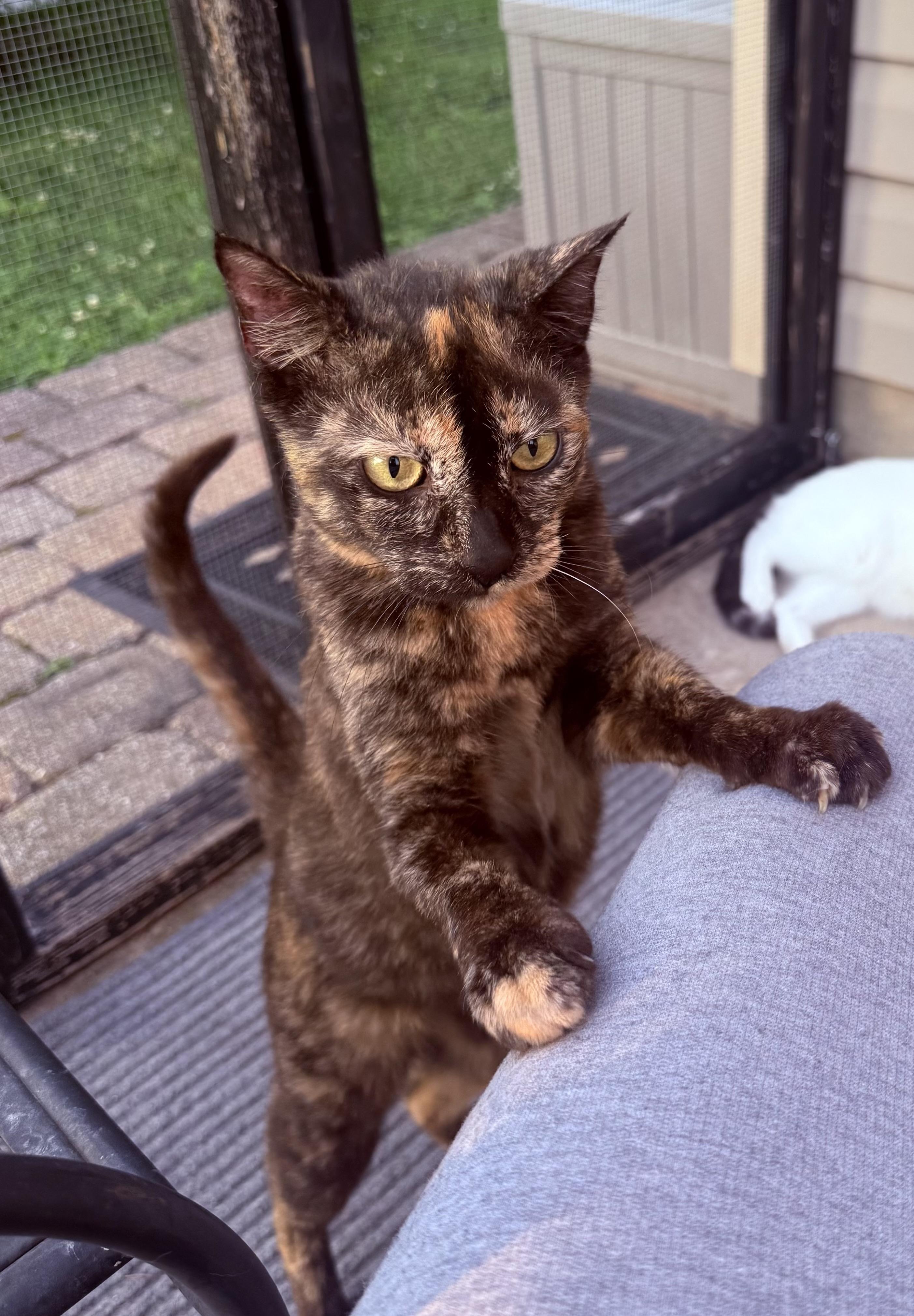 Trudi, Adoptable, Adult Female American Shorthair.