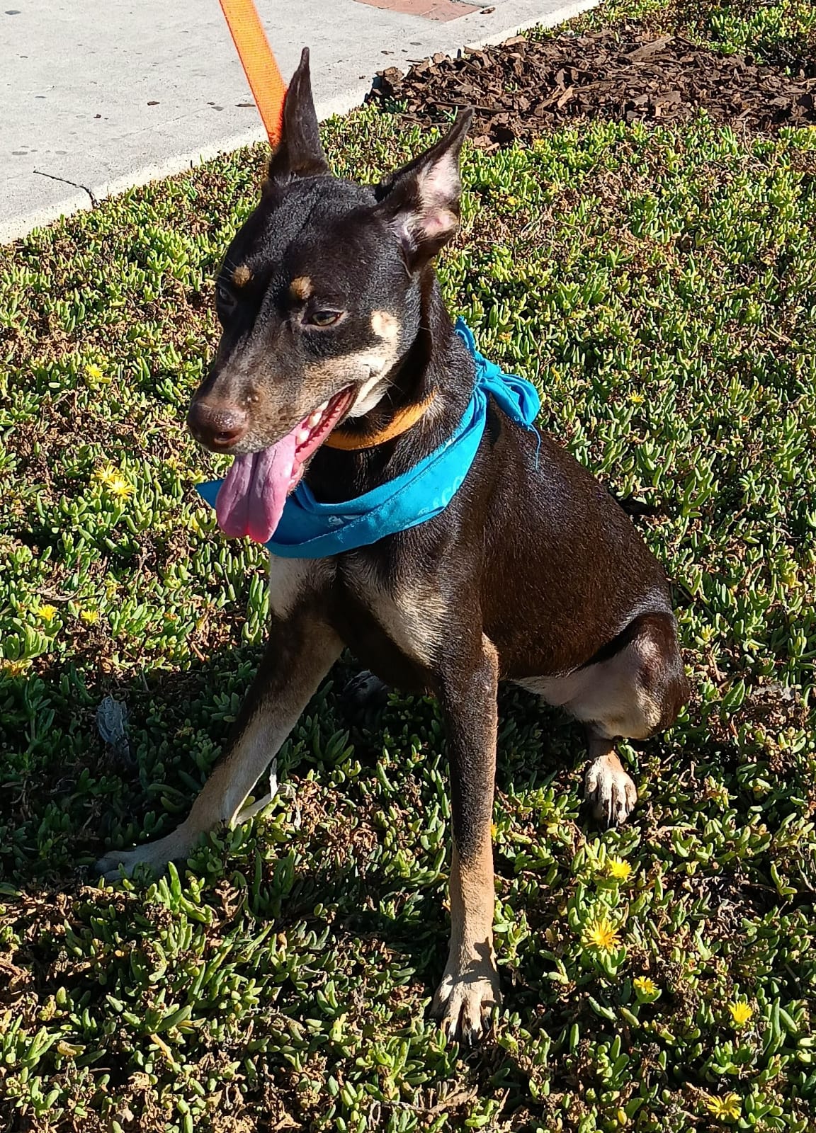 Enlarge Brawny, a Adoptable mixed breed in San Diego, CA image 5/6