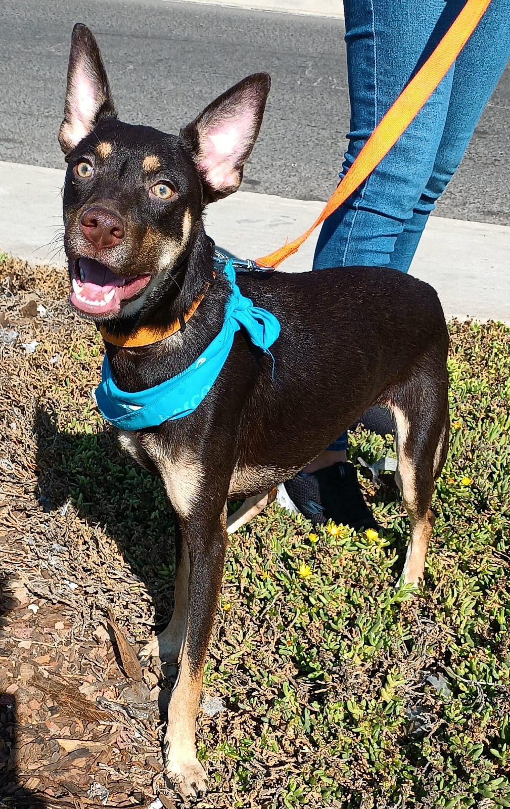 Enlarge Brawny, a Adoptable mixed breed in San Diego, CA image 1/6