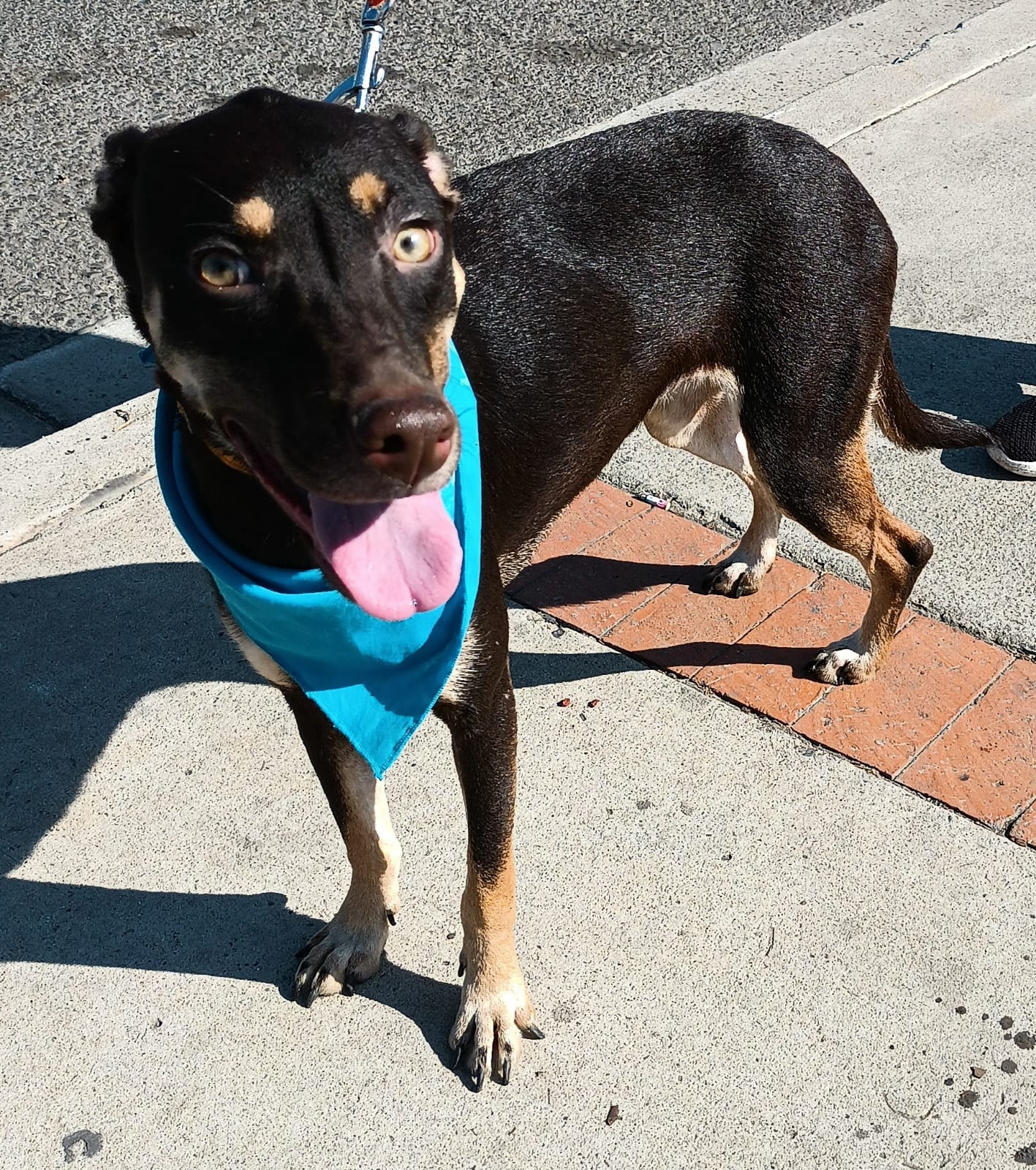Enlarge Brawny, a Adoptable mixed breed in San Diego, CA image 3/6