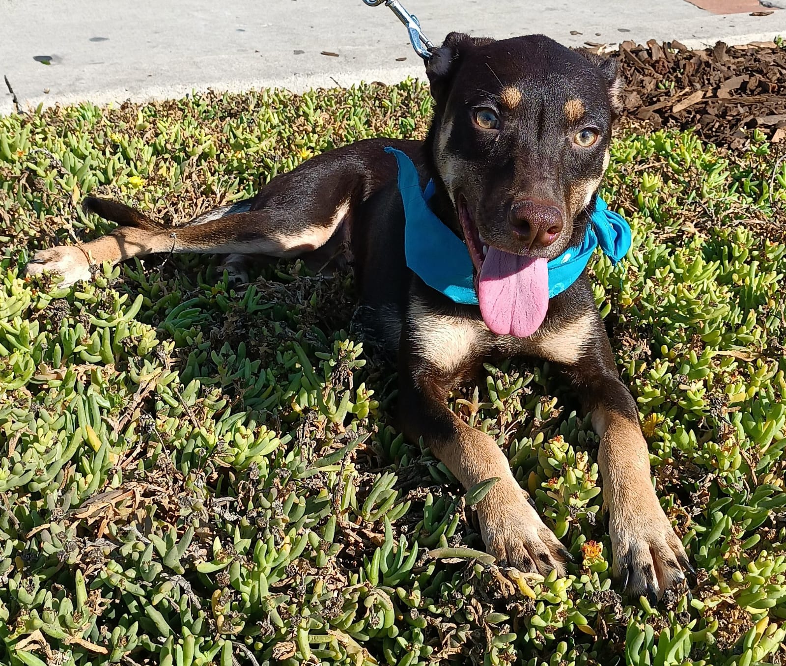 Enlarge Brawny, a Adoptable mixed breed in San Diego, CA image 2/6