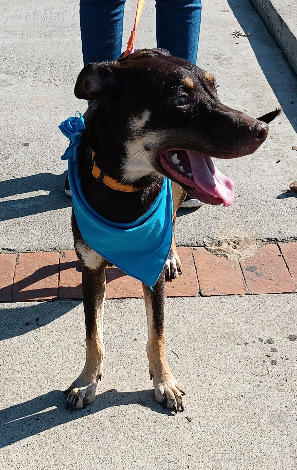 Enlarge Brawny, a Adoptable mixed breed in San Diego, CA image 4/6