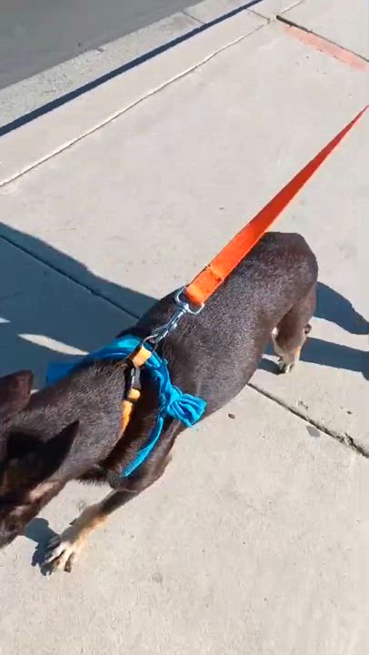 Enlarge Brawny, a Adoptable mixed breed in San Diego, CA video 6/6