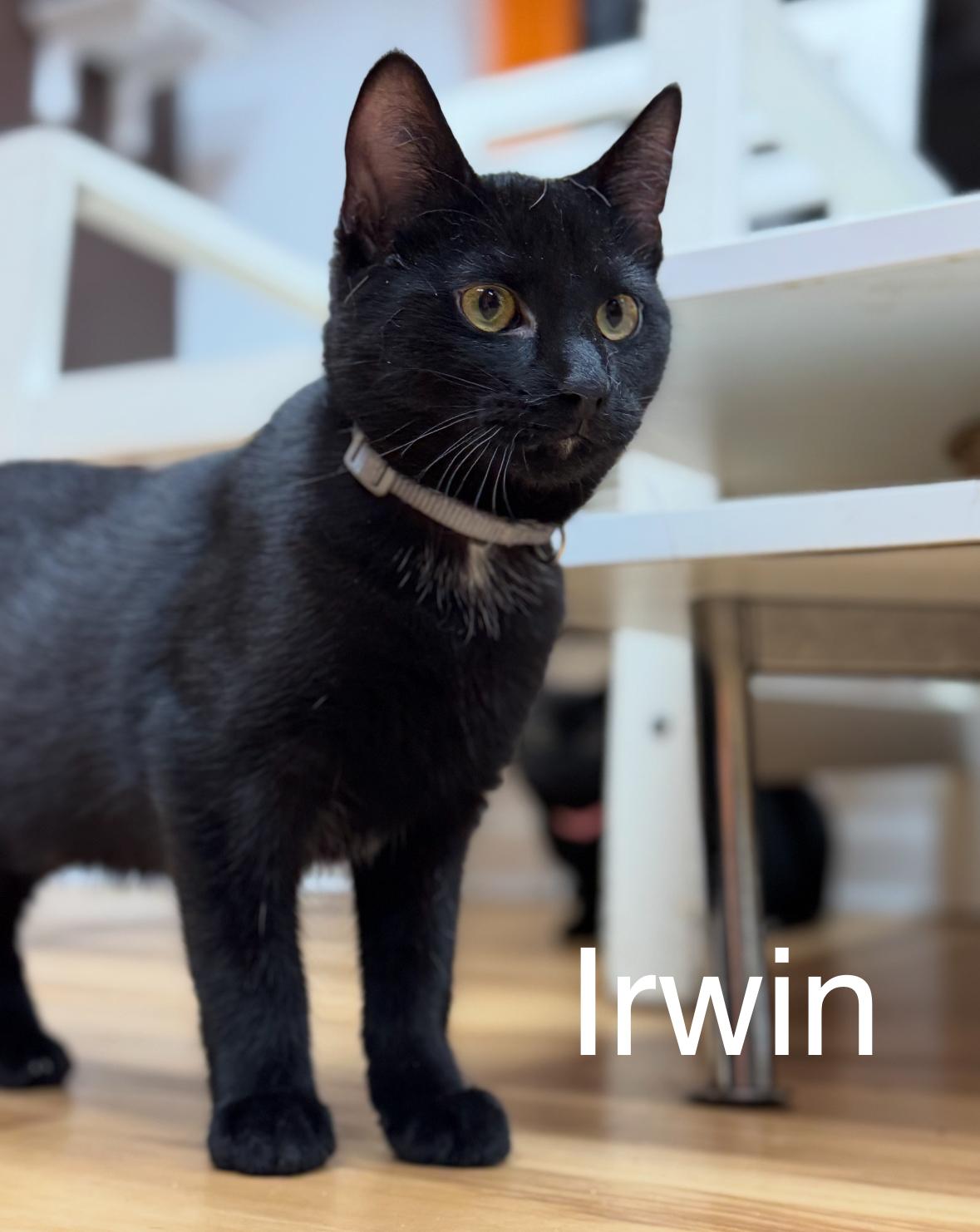 Enlarge Irwin, an adopted Domestic Short Hair in New Haven, CT image 1/1