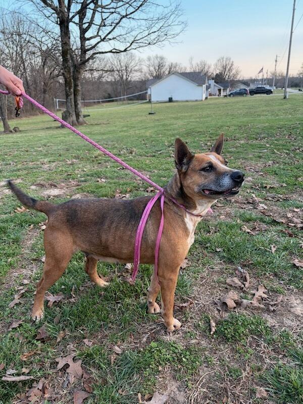 Millie, Adoptable, Adult Female Australian Cattle Dog / Blue Heeler.