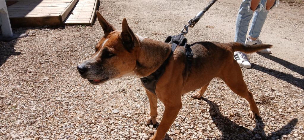 Millie, a Adoptable Australian Cattle Dog / Blue Heeler in Crocker, MO image 3/5