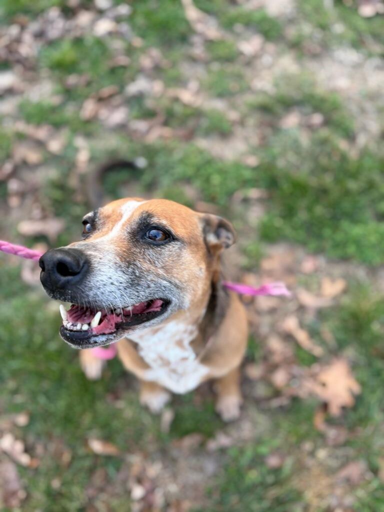 Millie, a Adoptable Australian Cattle Dog / Blue Heeler in Crocker, MO image 5/5