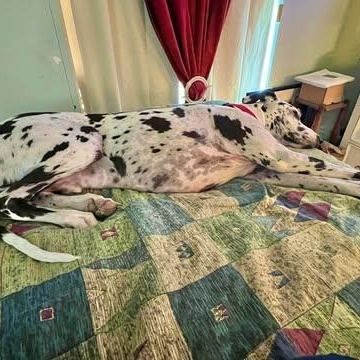 Enlarge Stone, a ADOPTABLE Great Dane in Mesa, AZ image 5/6