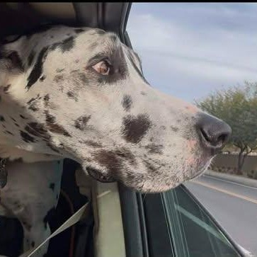 Enlarge Stone, a ADOPTABLE Great Dane in Mesa, AZ image 6/6