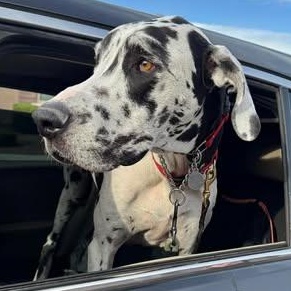 Enlarge Stone, a ADOPTABLE Great Dane in Mesa, AZ image 3/6