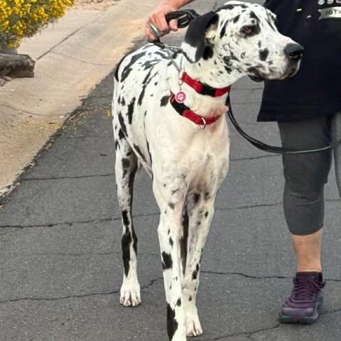 Enlarge Stone, a ADOPTABLE Great Dane in Mesa, AZ image 2/6