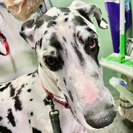 Enlarge Stone, a ADOPTABLE Great Dane in Mesa, AZ image 4/6