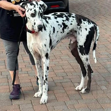 Enlarge Stone, a ADOPTABLE Great Dane in Mesa, AZ image 1/6