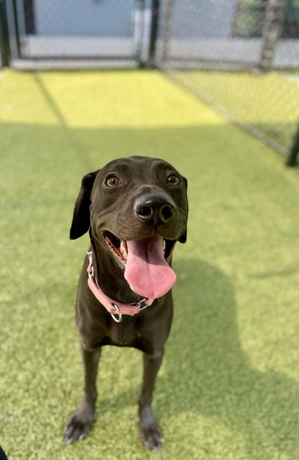Princess, Adoptable, Adult Female Labrador Retriever.