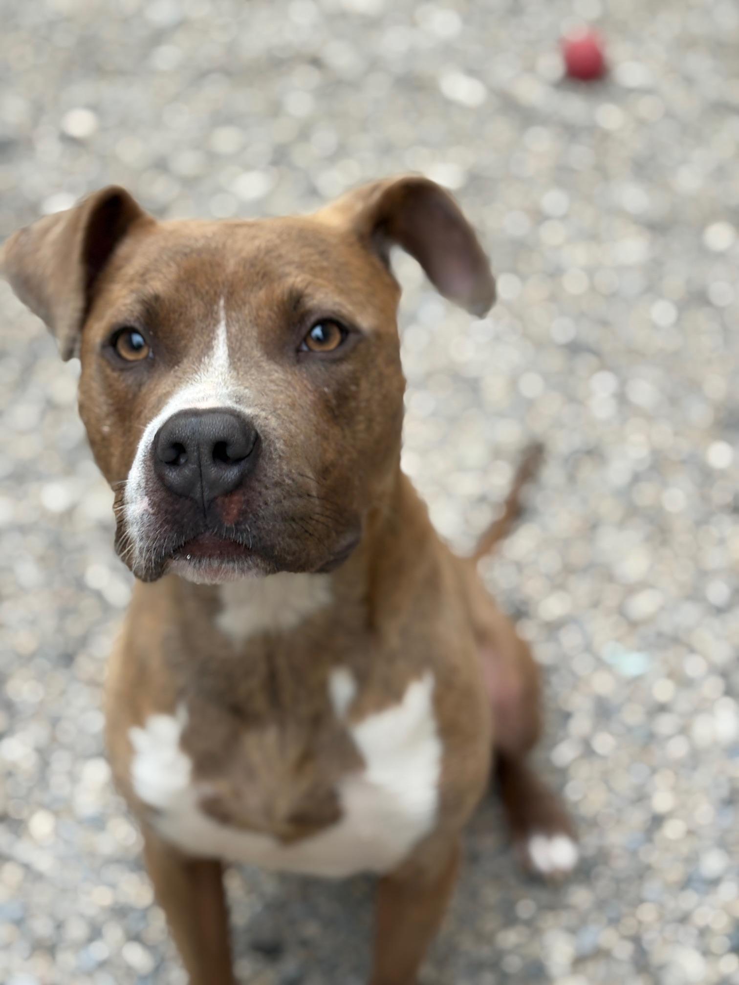 Pickle, Adoptable, Young Male American Staffordshire Terrier & Pit Bull Terrier.