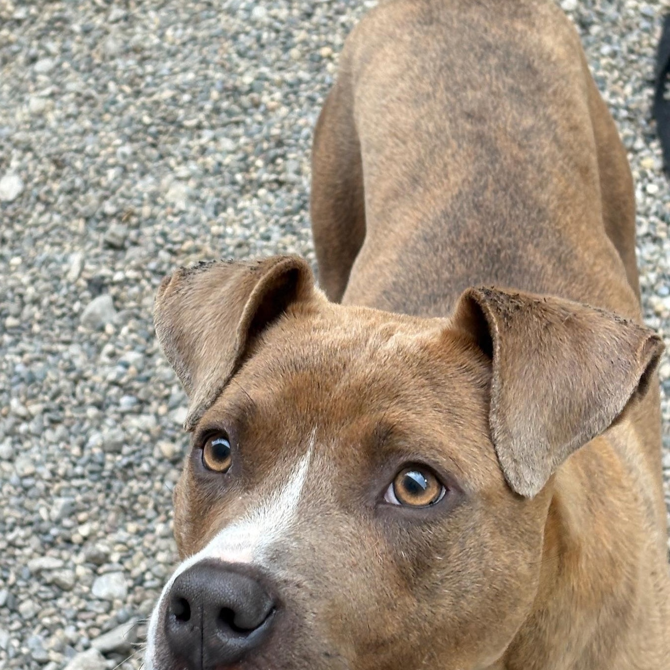 Pickle, a Adoptable mixed breed in Oak Park, MI image 3/5