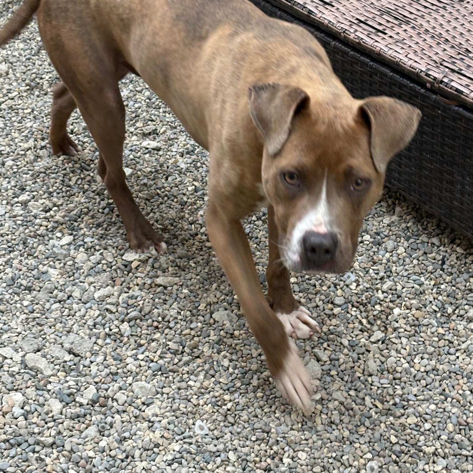 Pickle, a Adoptable mixed breed in Oak Park, MI image 4/5