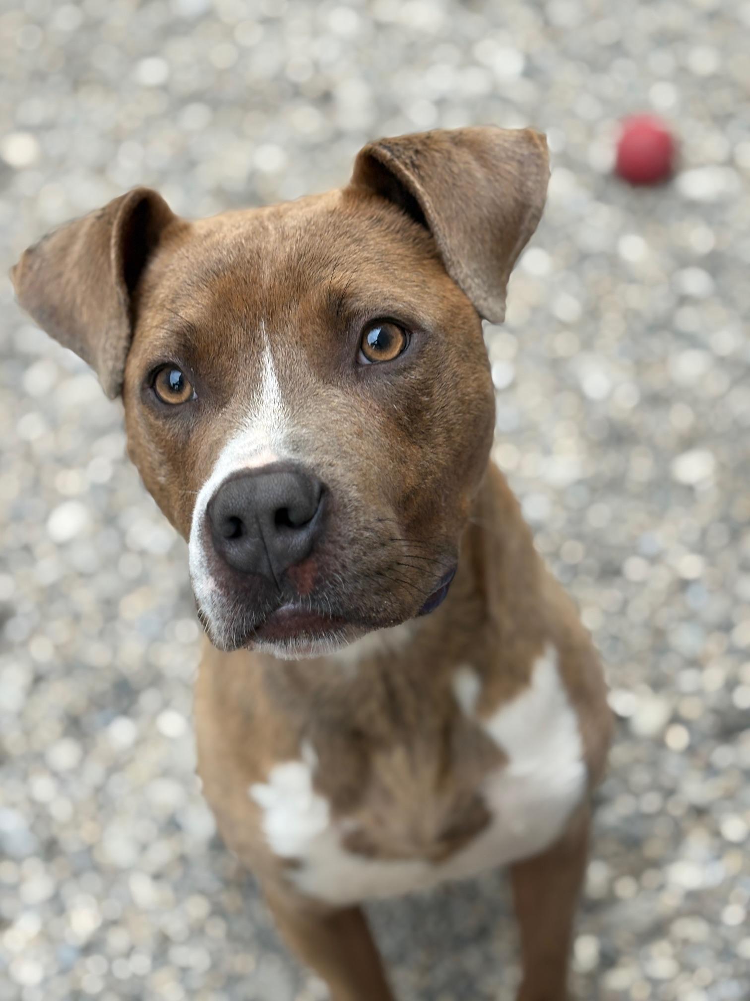 Pickle, a Adoptable mixed breed in Oak Park, MI image 5/5