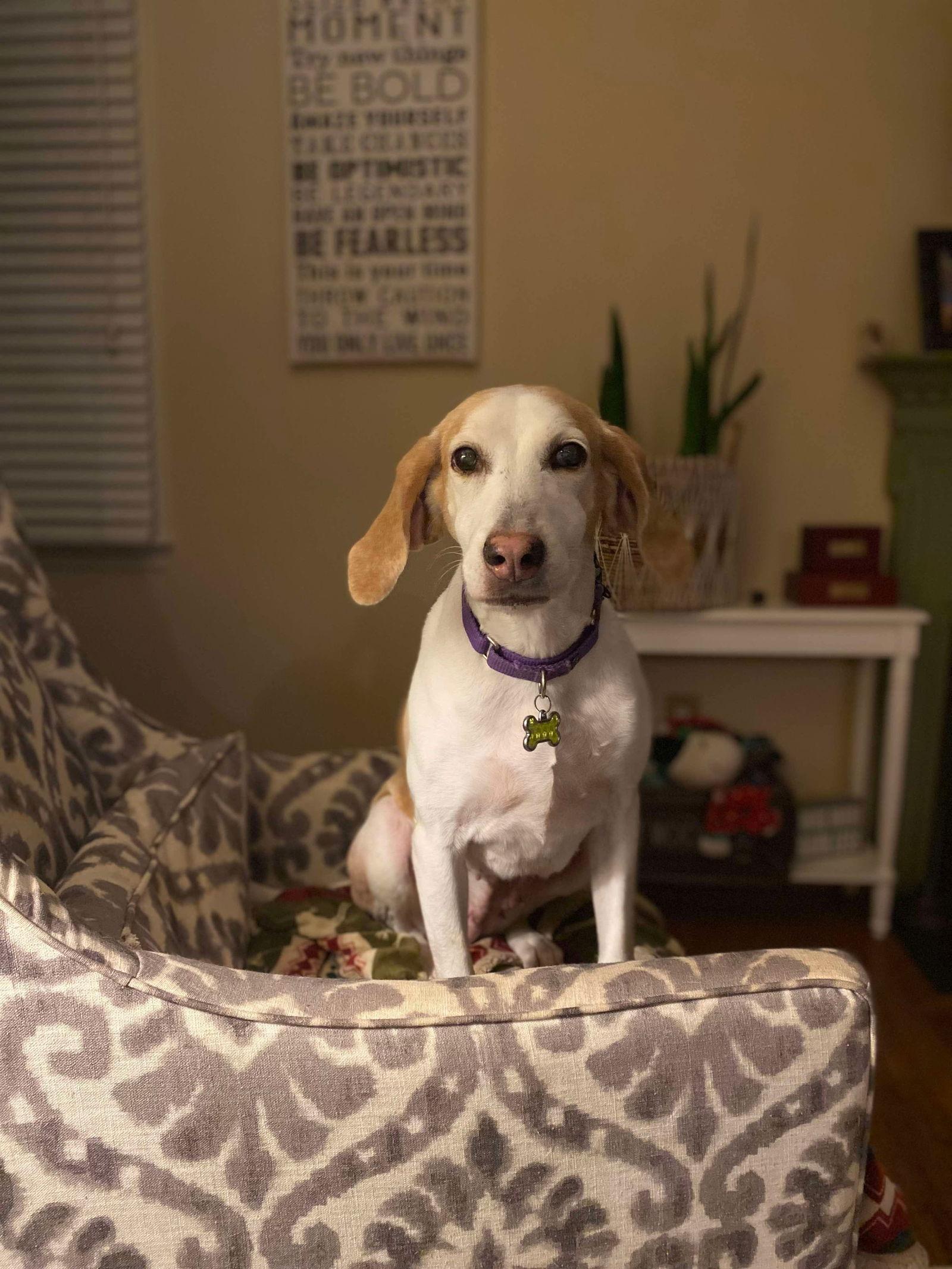 Enlarge Kacey, a Adoptable Foxhound in King George, VA image 1/3