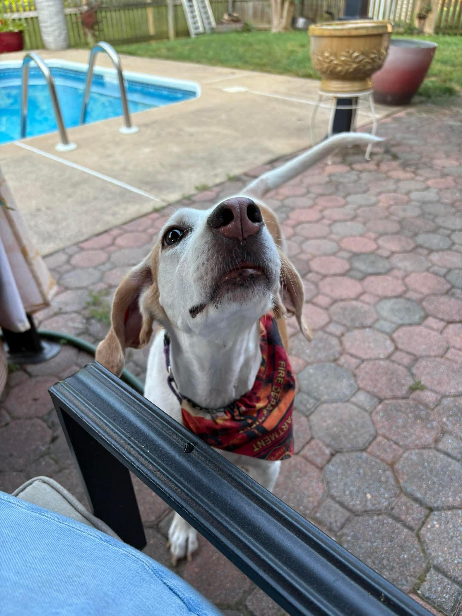 Enlarge Kacey, a Adoptable Foxhound in King George, VA image 3/3