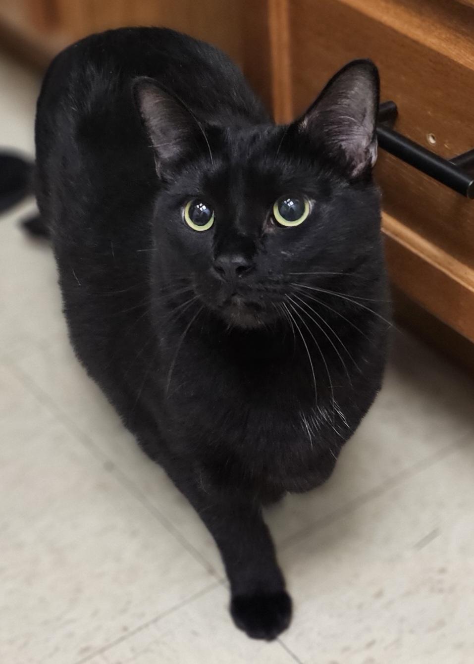Enlarge Aries, a Adoptable Domestic Short Hair in Whiting, IN image 4/5