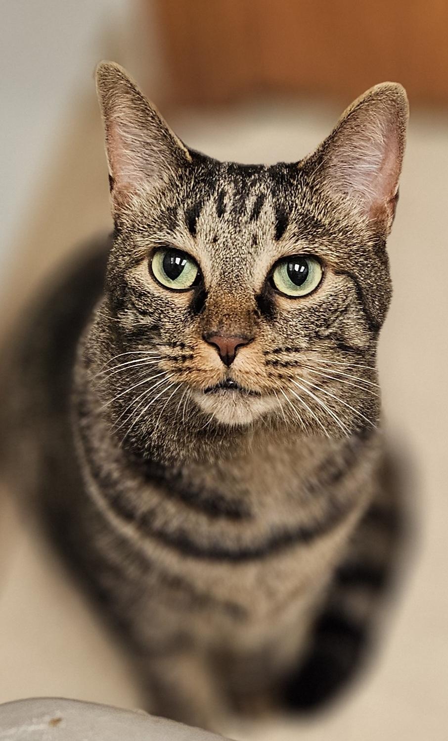 Enlarge Aries, a Adoptable Domestic Short Hair in Whiting, IN image 1/5
