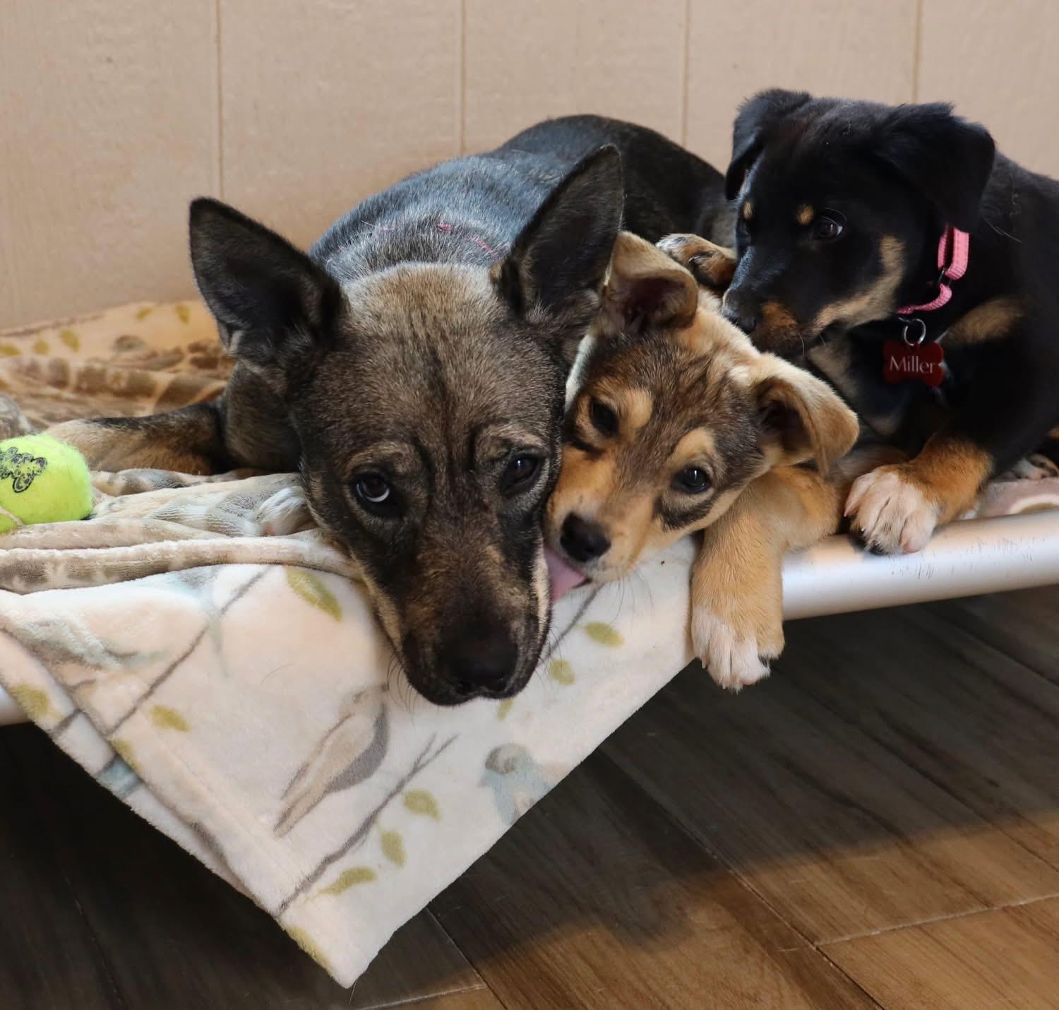 Enlarge Dia, an adoptable mixed breed in Southlake, TX image 4/6