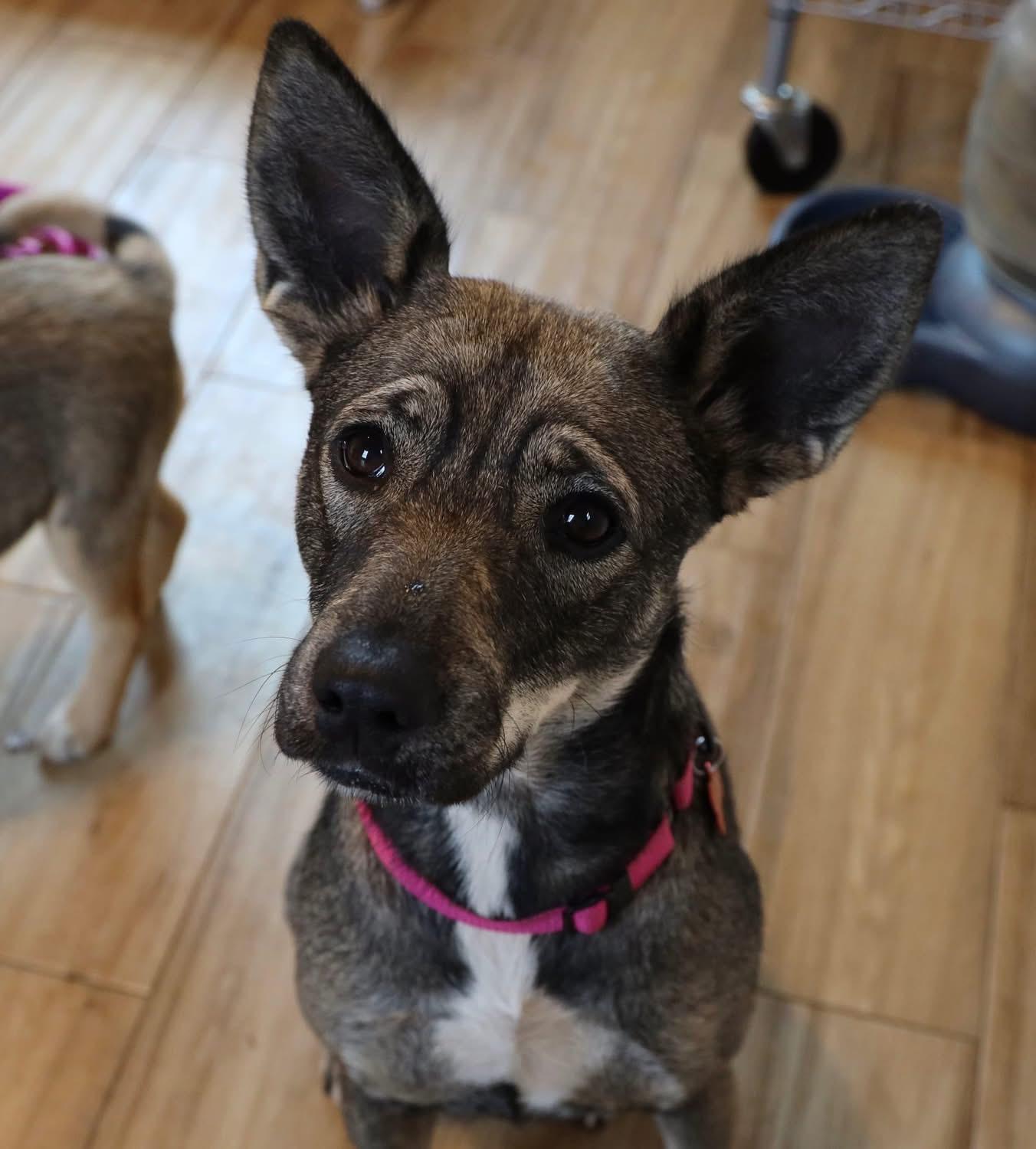 Enlarge Dia, an adoptable mixed breed in Southlake, TX image 1/6