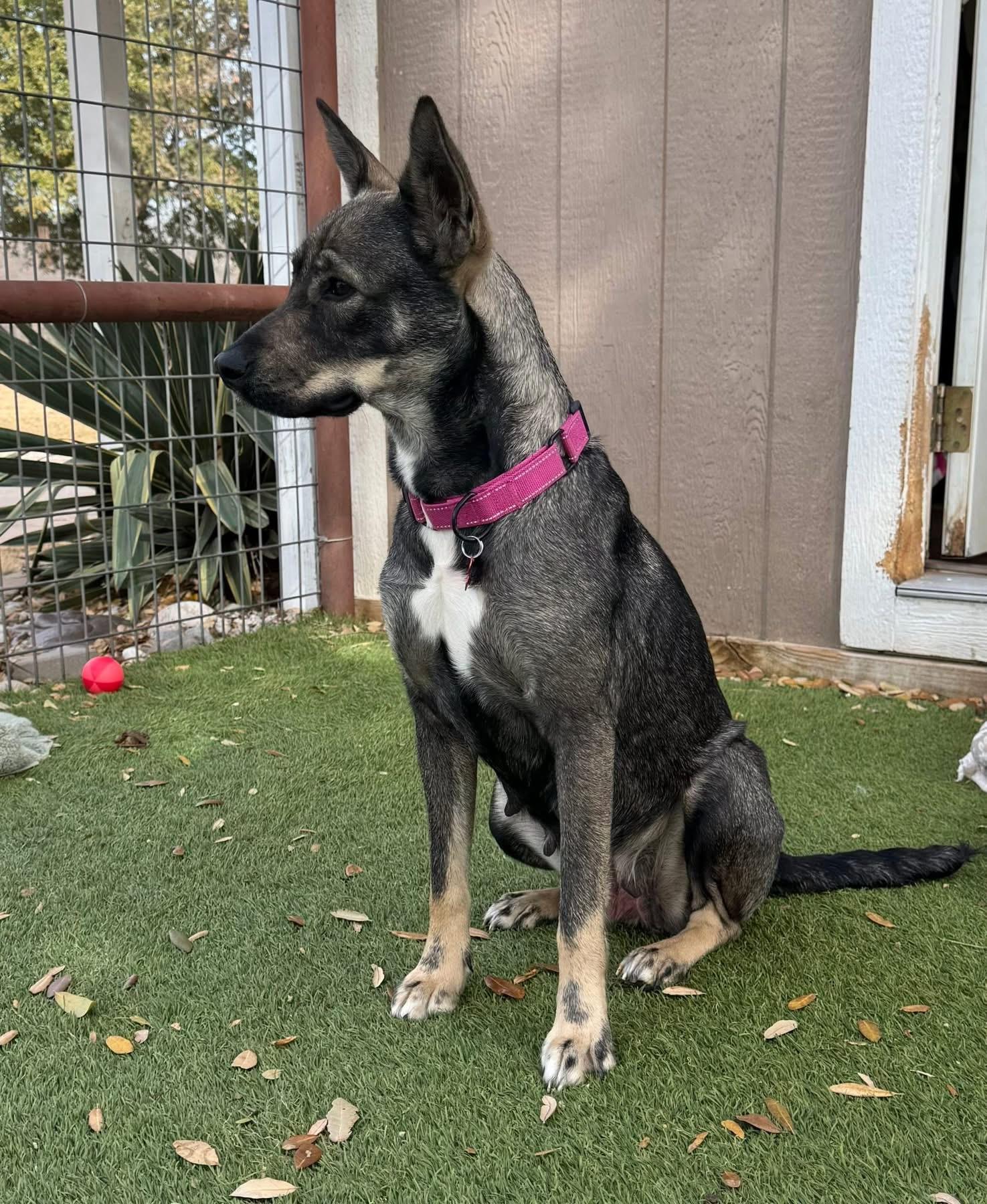 Enlarge Dia, an adoptable mixed breed in Southlake, TX image 6/6
