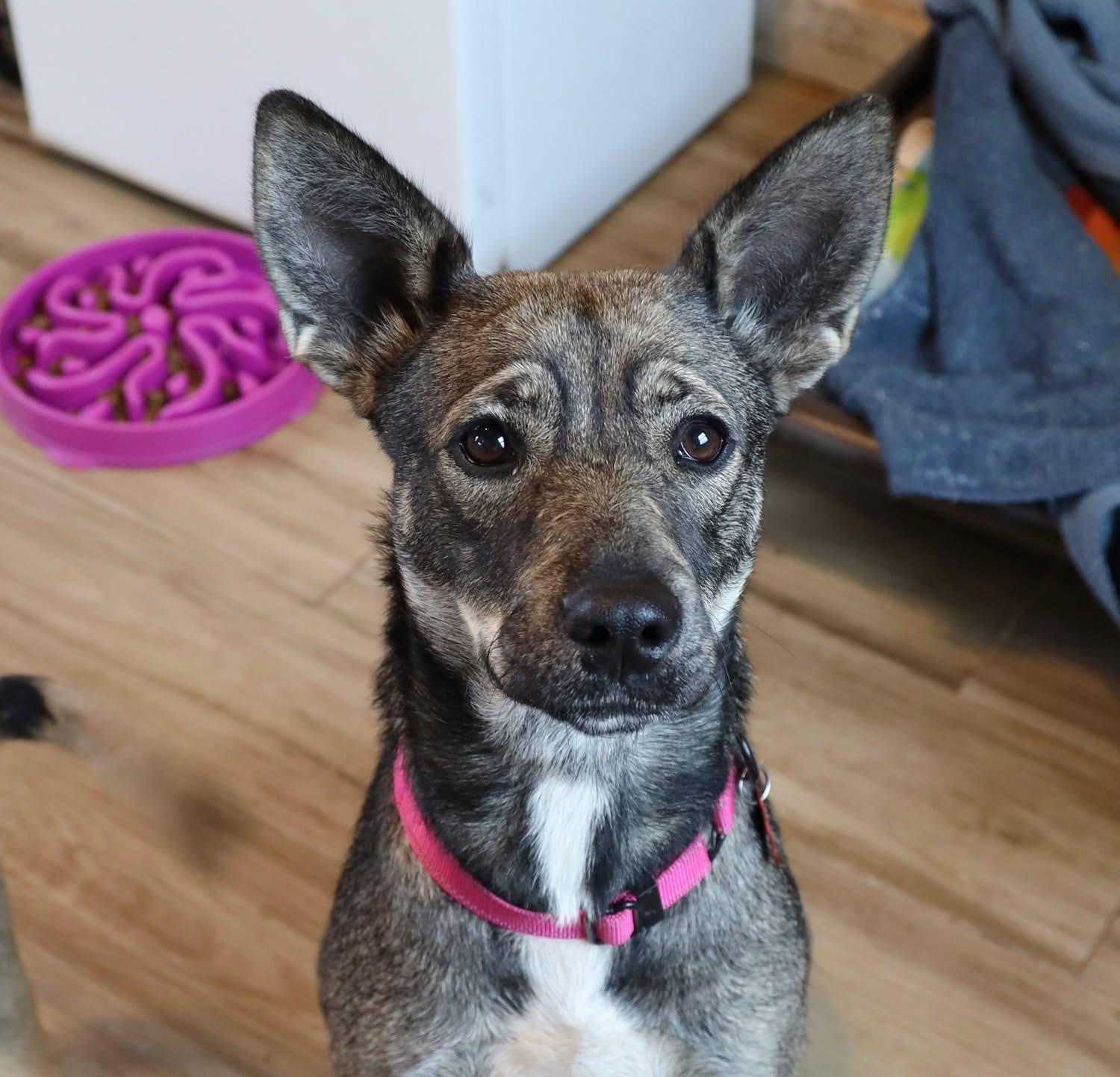 Enlarge Dia, an adoptable mixed breed in Southlake, TX image 2/6