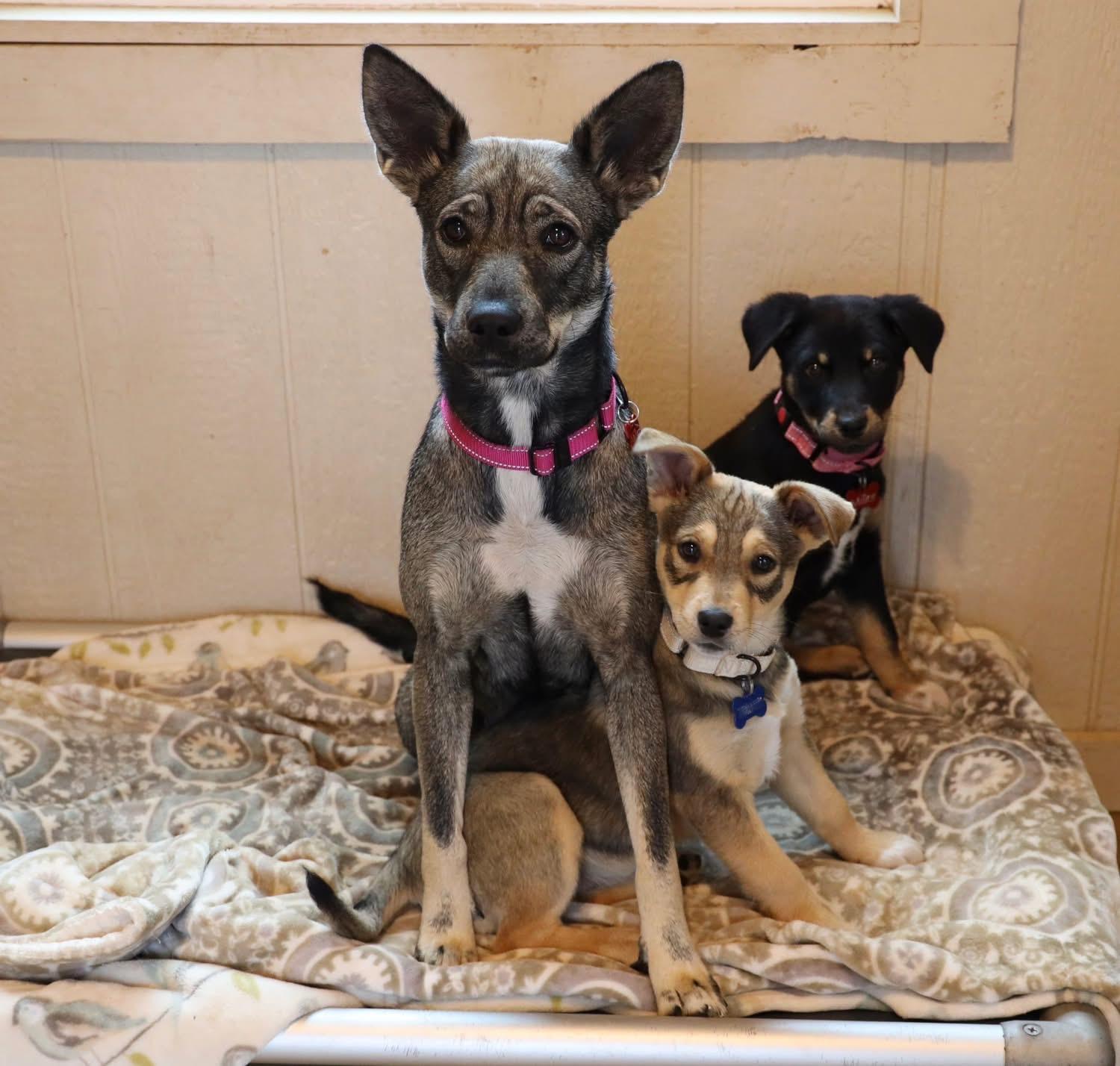 Enlarge Dia, an adoptable mixed breed in Southlake, TX image 3/6