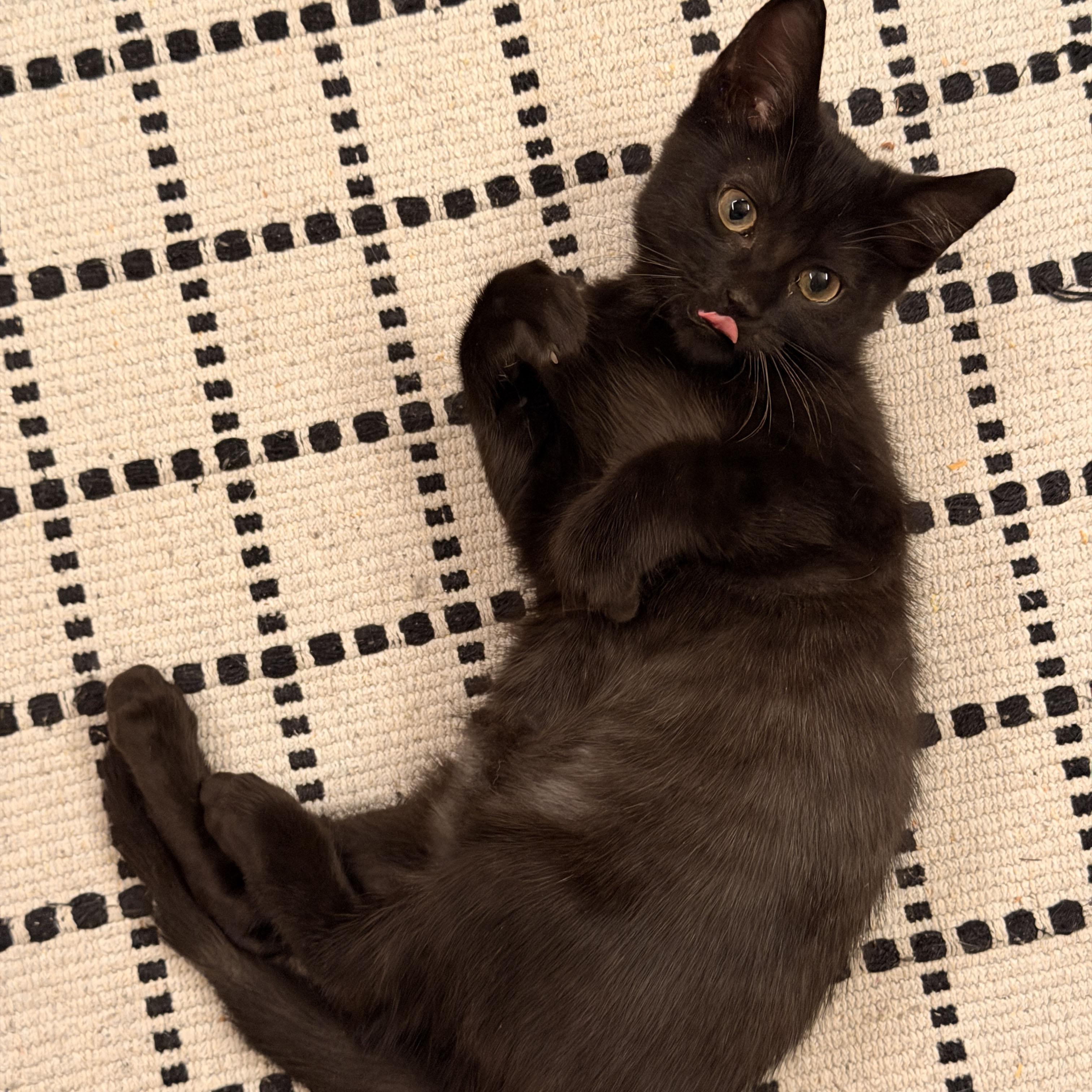 Yup, a ADOPTABLE Domestic Short Hair in BROOKLYN, NY image 3/6