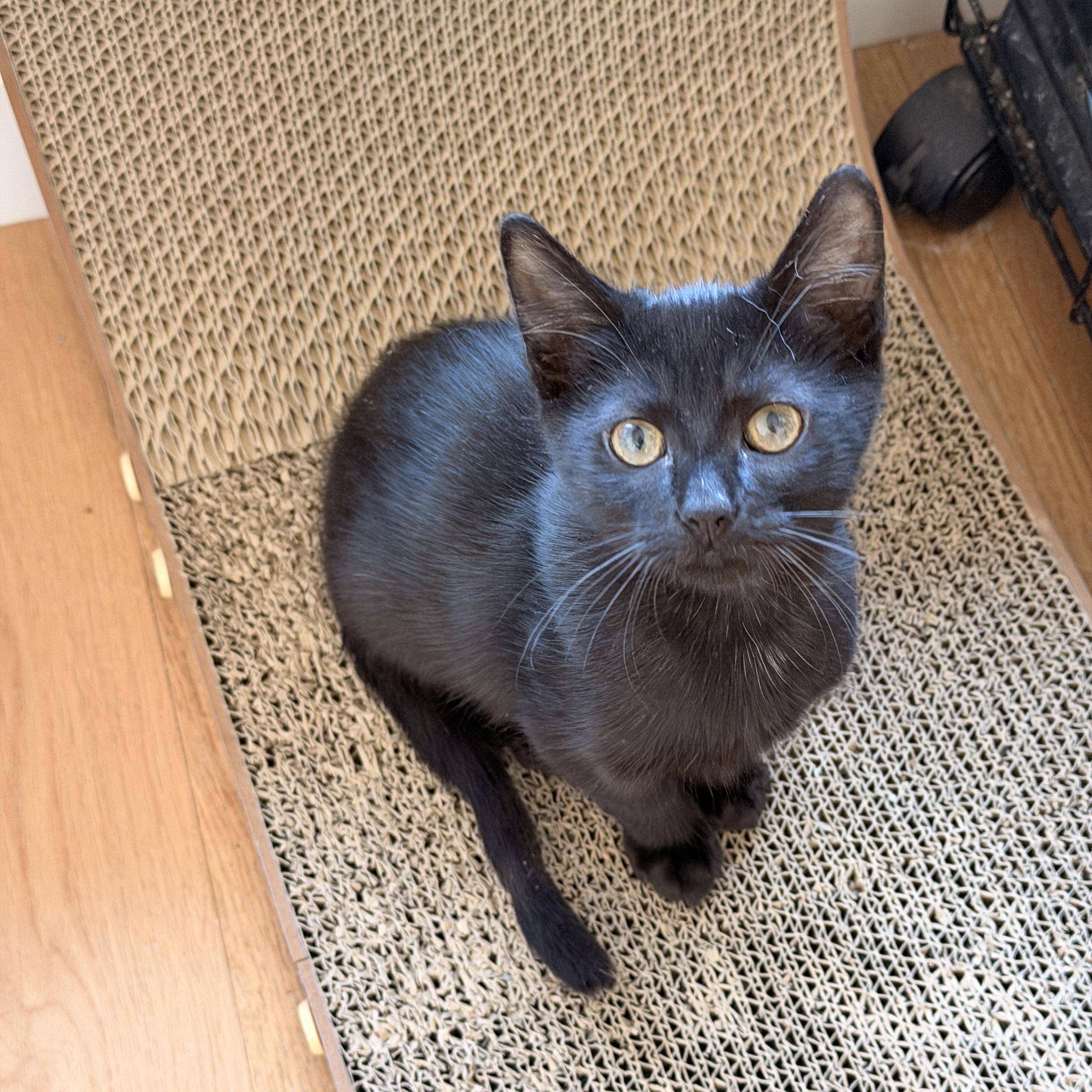 Yup, a ADOPTABLE Domestic Short Hair in BROOKLYN, NY image 4/6