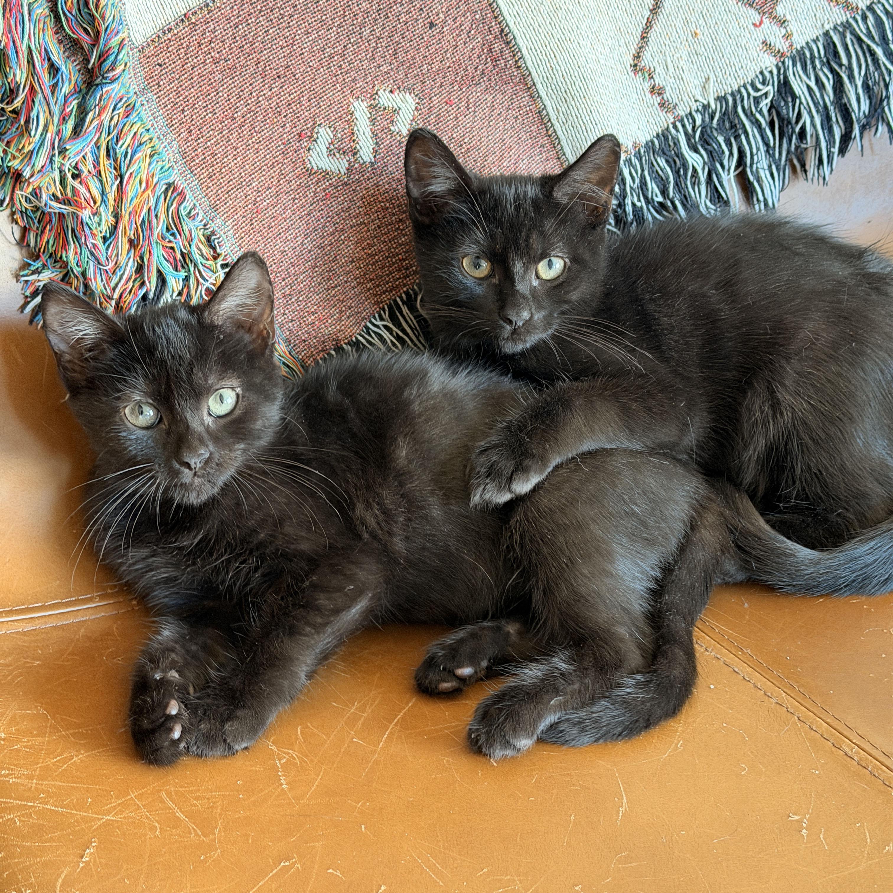 Yup, a ADOPTABLE Domestic Short Hair in BROOKLYN, NY image 6/6