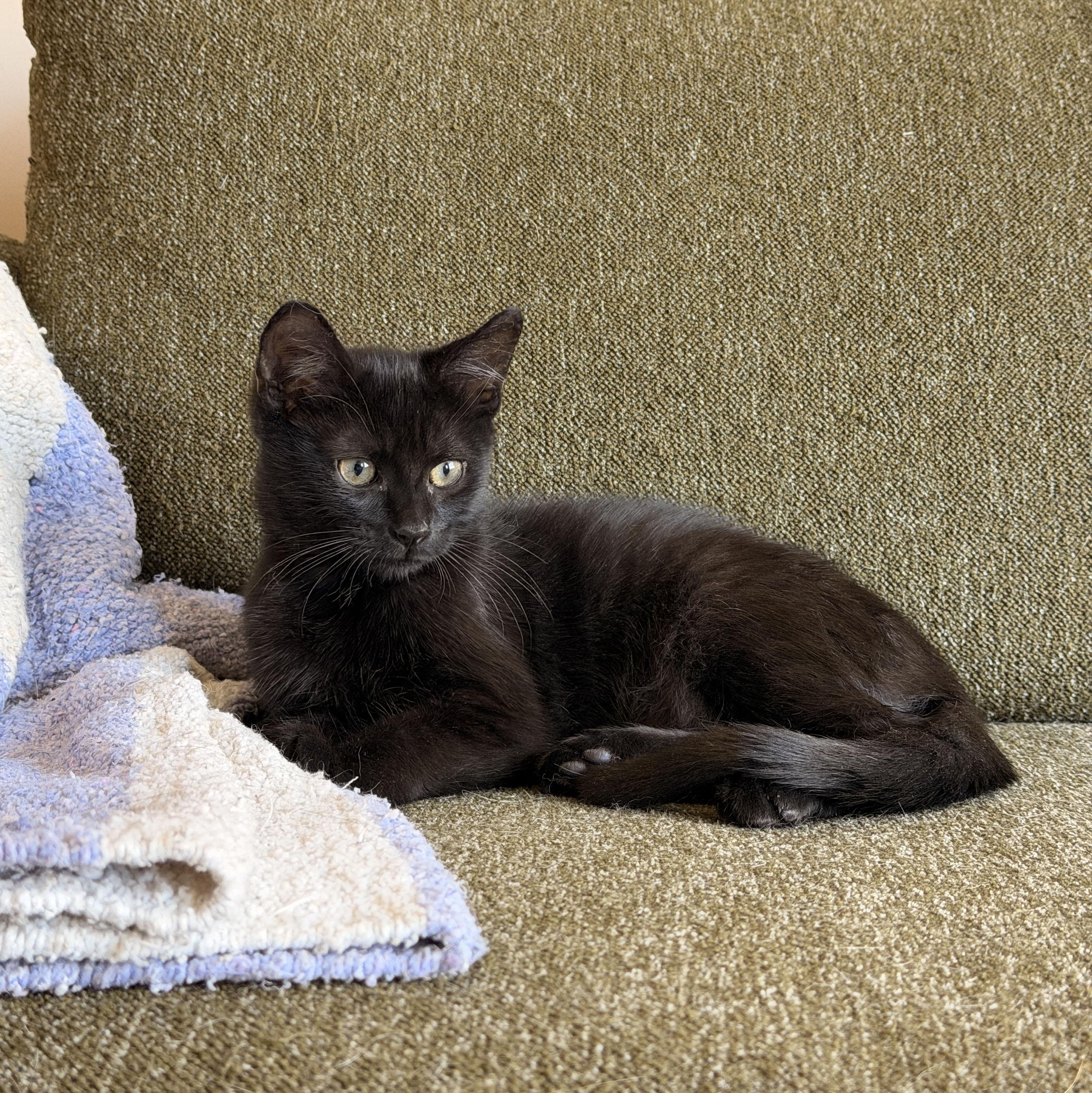 Yup, a ADOPTABLE Domestic Short Hair in BROOKLYN, NY image 5/6