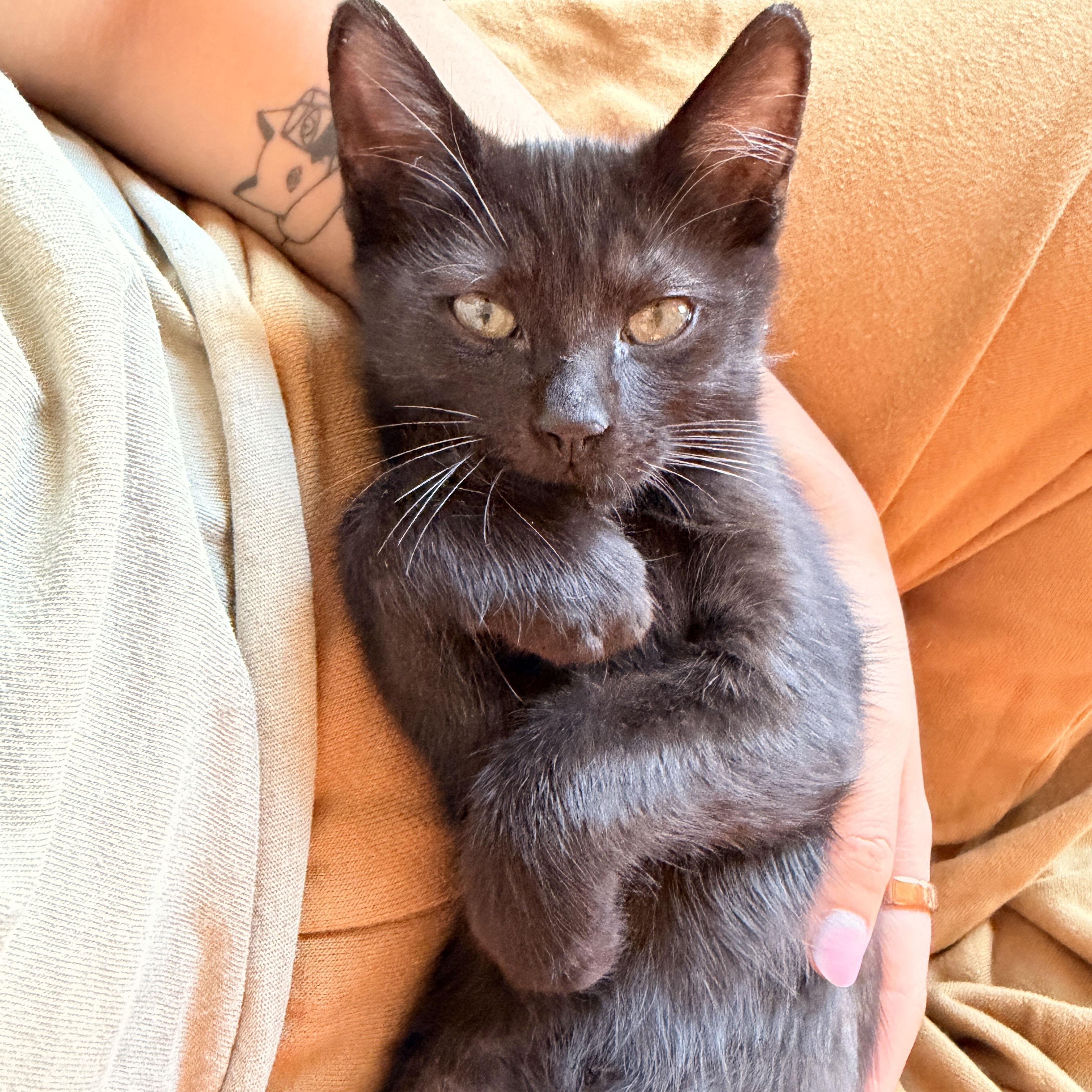 Yup, a ADOPTABLE Domestic Short Hair in BROOKLYN, NY image 2/6