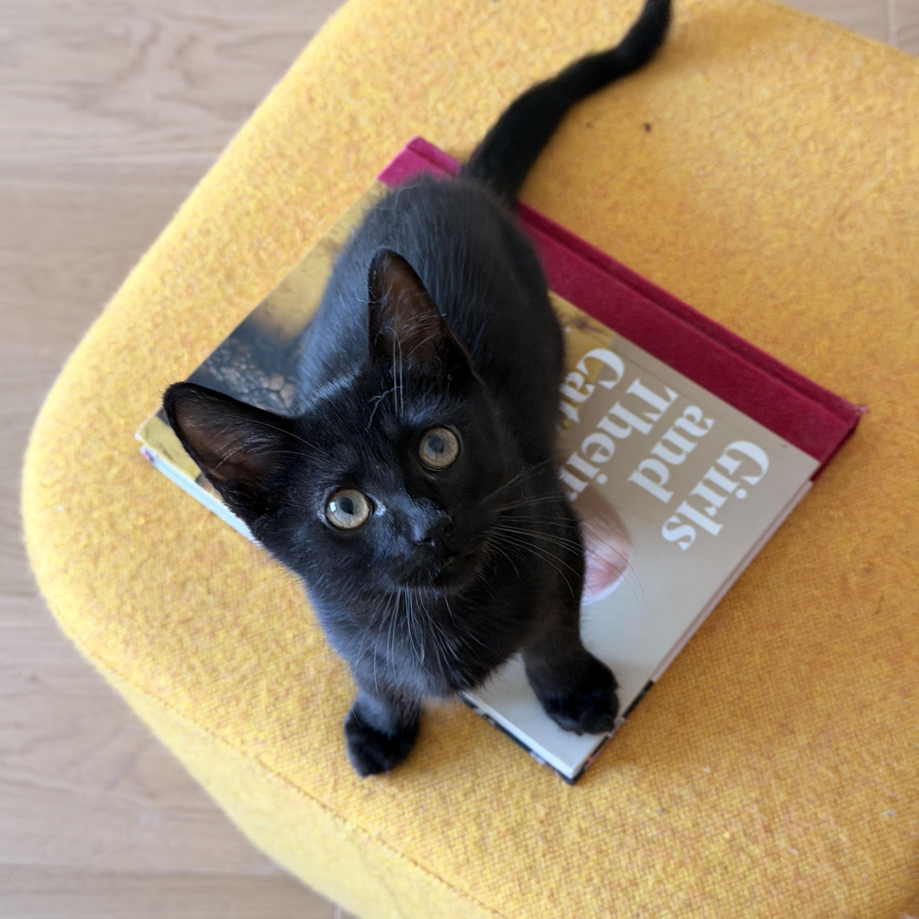 Yup, ADOPTABLE, Kitten Male Domestic Short Hair.
