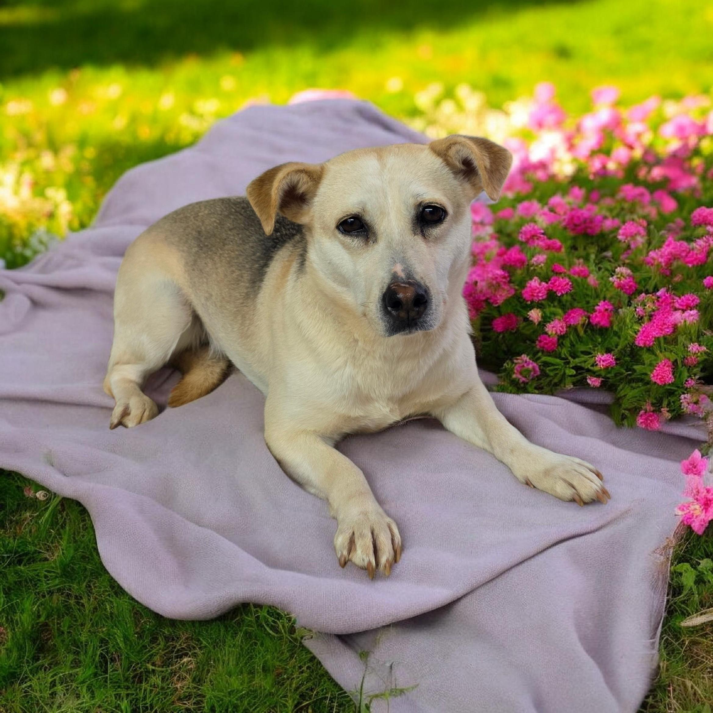 Sprite, Adoptable, Adult Female Terrier.