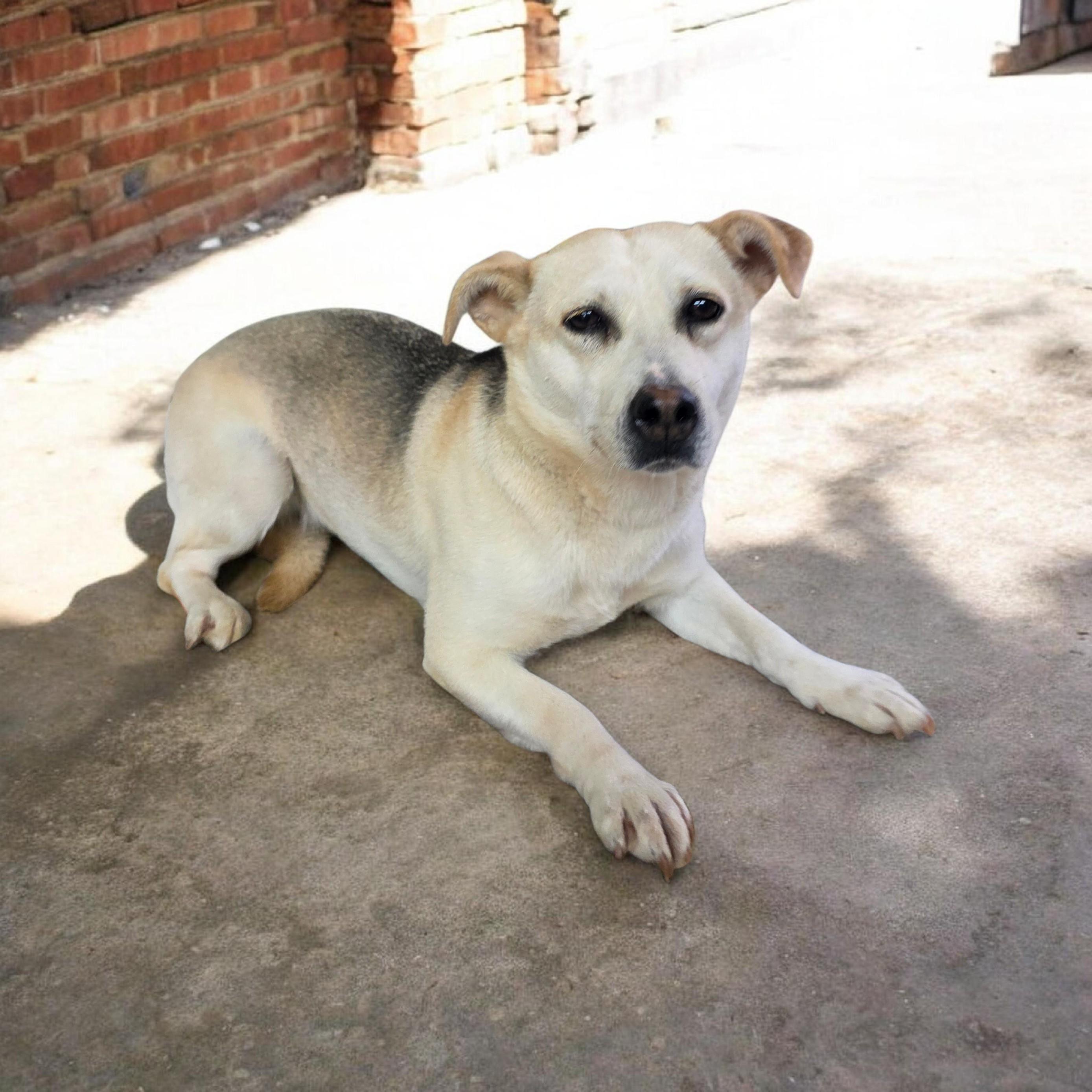 Sprite, Adoptable, Adult Female Terrier.