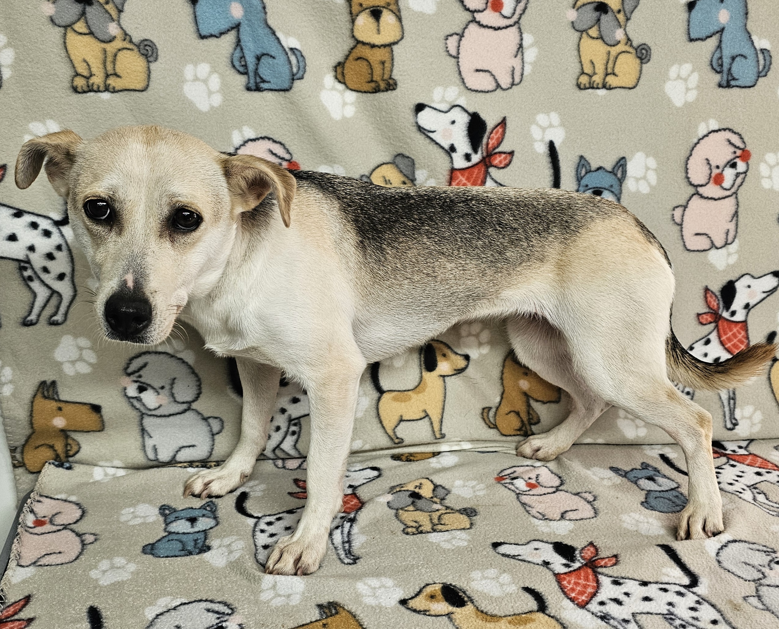 Sprite, a Adoptable mixed breed in Dallas, GA image 3/5