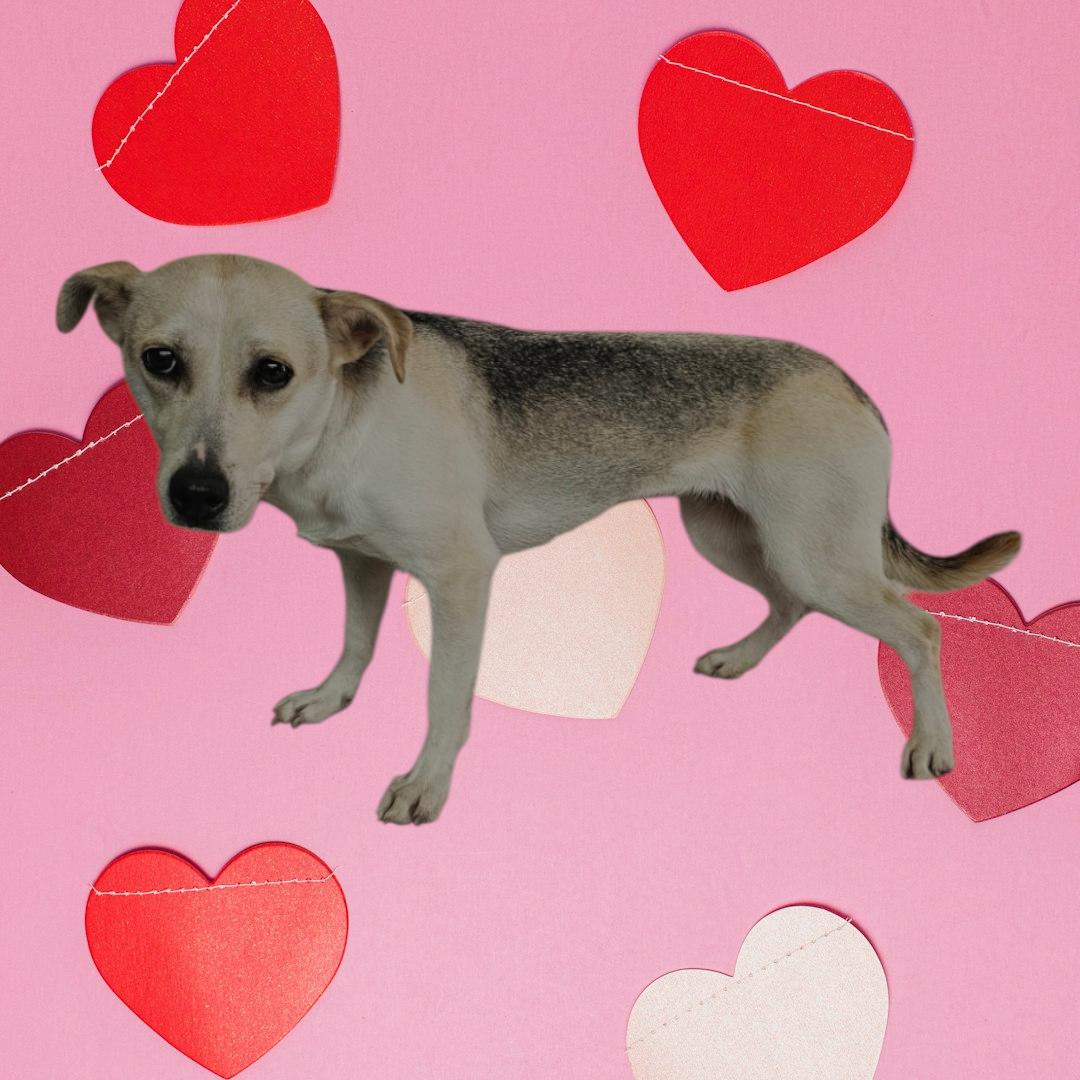 Enlarge Sprite, a Adoptable mixed breed in Dallas, GA image 1/5