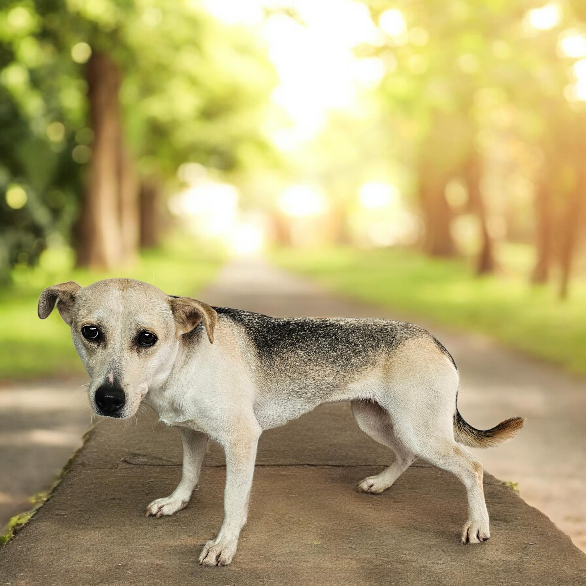 Sprite, Adoptable, Adult Female Terrier.