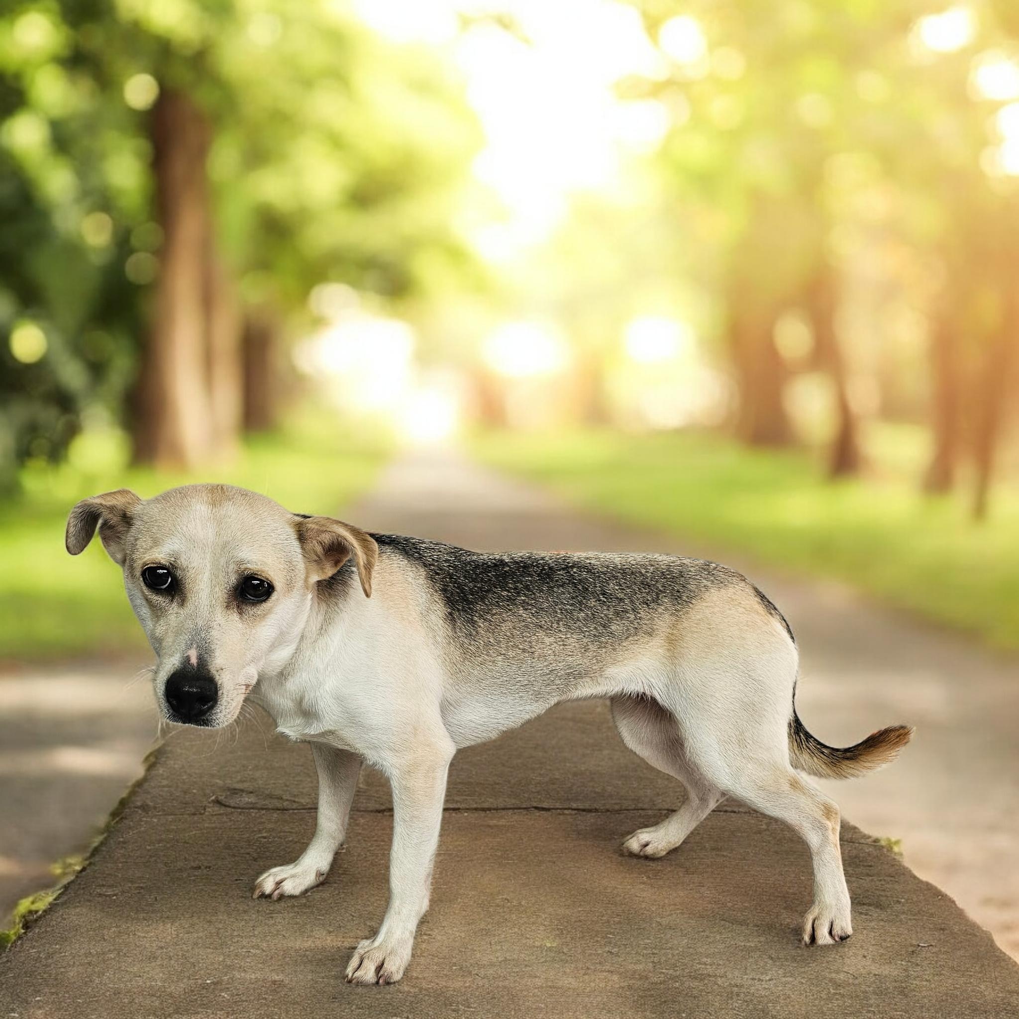 Enlarge Sprite, a Adoptable mixed breed in Dallas, GA image 2/5