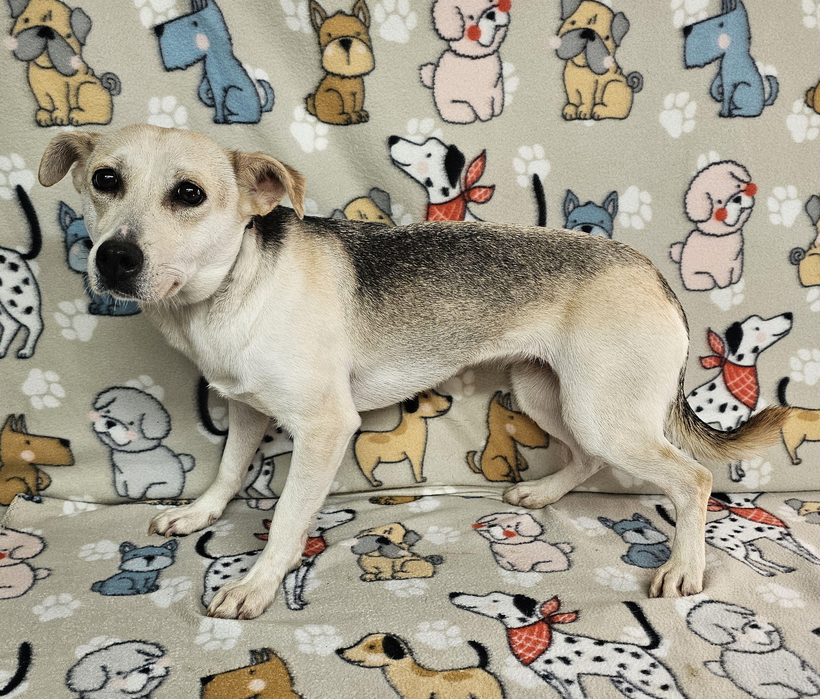 Sprite, a Adoptable mixed breed in Dallas, GA image 4/5