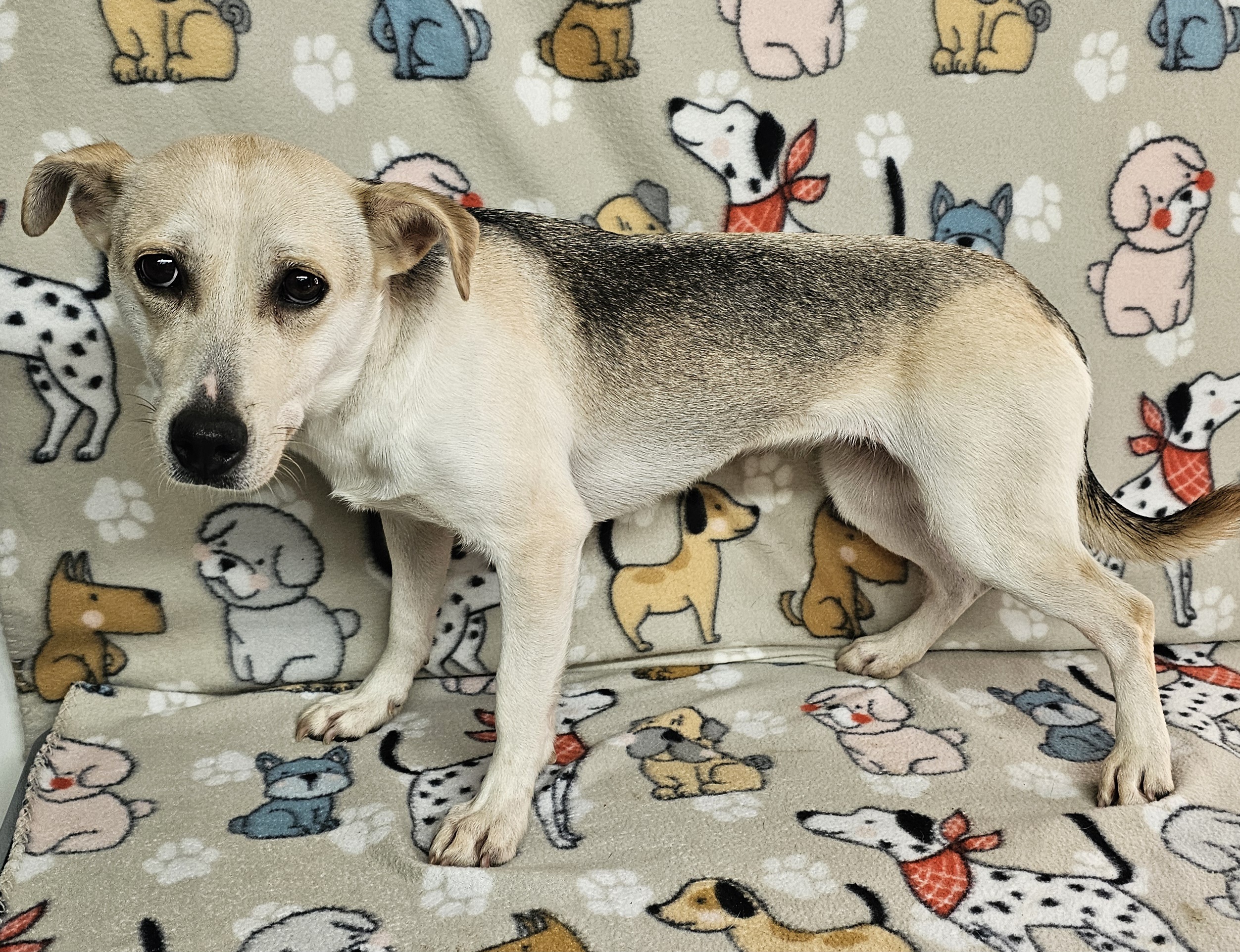 Sprite, a Adoptable mixed breed in Dallas, GA image 5/5