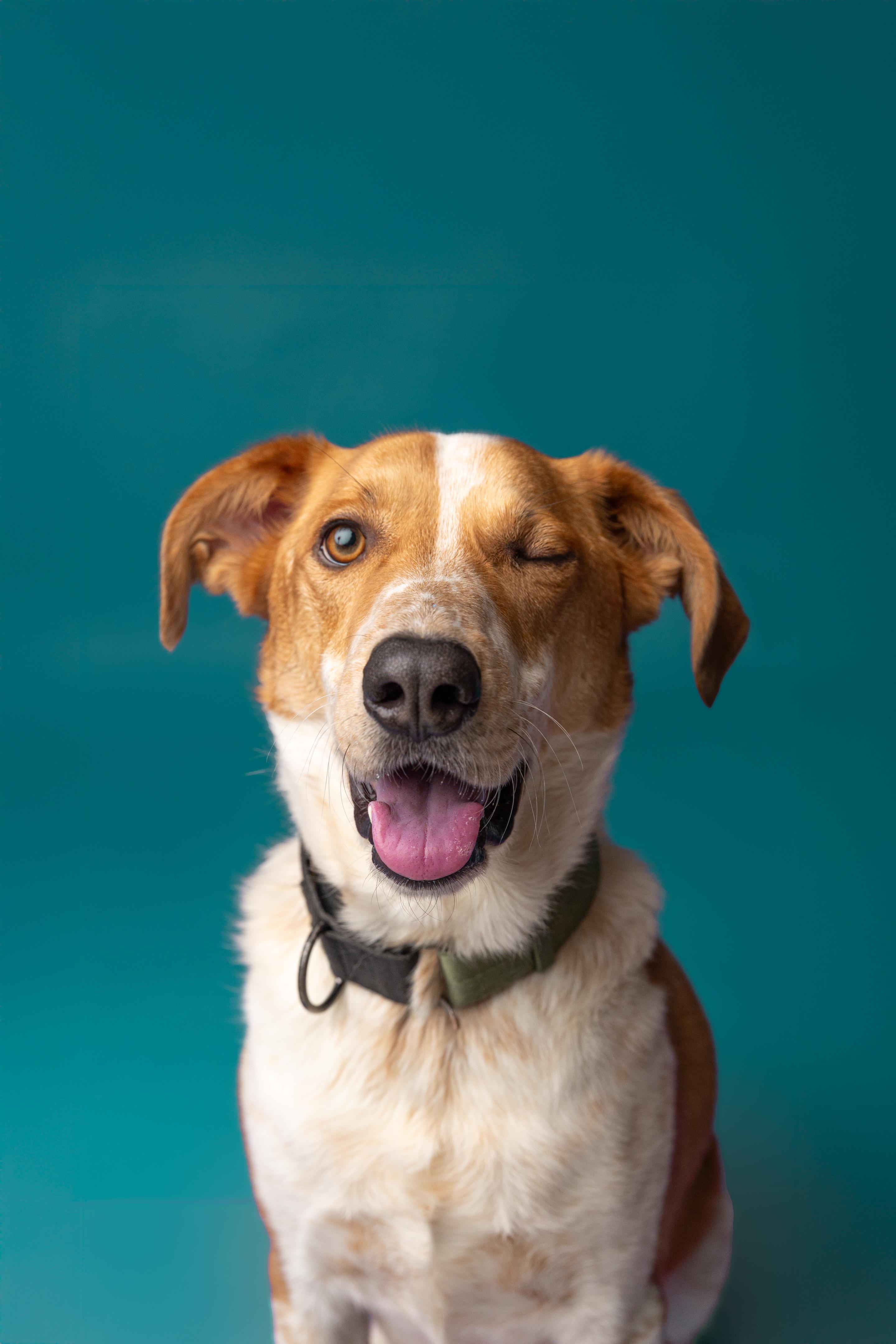 Enlarge Dexter, a ADOPTABLE mixed breed in Mississauga, ON image 1/6