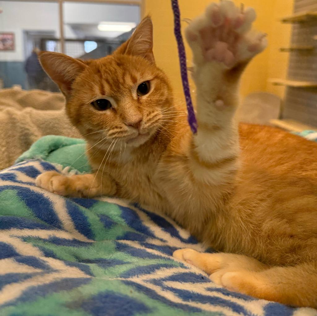 Tawny, Adoptable, Adult Female Domestic Short Hair.